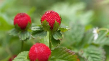 Olgun çilek kırmızısı.