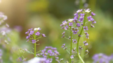 Bahçede küçük güzel mor çiçekler yetişir. Muhtemelen bu, Brassicaceae familyasından bir Arabidopsis veya rockcress cinsidir. Lahana ve hardalla ilgili küçük çiçekli bitkiler.