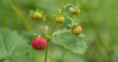 Ormanda yetişen çilekler. Sinema 4K 60fps makro çekim videosu