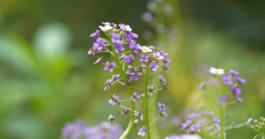 Bahçede küçük güzel mor çiçekler yetişir. Muhtemelen bu, Brassicaceae familyasından bir Arabidopsis veya rockcress cinsidir. Lahana ve hardalla ilgili küçük çiçekli bitkiler.