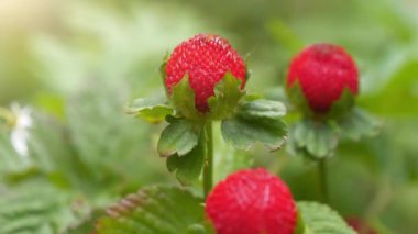 Bahçede olgun kırmızı çilek.