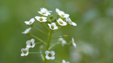 Parkta küçük güzel beyaz çiçekler yetişir. Muhtemelen bu, Brassicaceae familyasından bir Arabidopsis veya rockcress cinsidir. Lahana ve hardalla ilgili küçük çiçekli bitkiler.