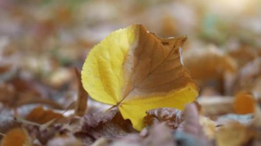Sarı sonbahar yaprağı rüzgarda sallanıyor