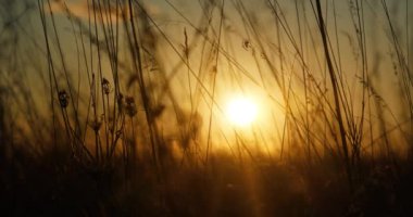 Çayırda güzel bir akşam gün batımı. Kuru sonbahar çimenleri zar zor sallanıyor. Sinema 4K 60fps yakınlaştırma videosu