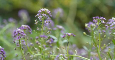 Bahçede çok az güzel mor çiçekler yetişir. Muhtemelen bu bir Arabidopsis veya rockcress cinsi. Brassicaceae familyasından. Lahana ve hardalla ilgili küçük çiçekli bitkiler.