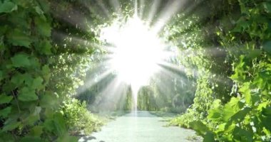 Melek ışığı. Cennet Bahçesi. Cennete giden parlak yol. Otopsi deneyimleri. İlahi ışıltı, rüzgarda savrulan üzüm yapraklarından oluşan muhteşem bir tünel ve gökyüzünden yeryüzüne ait olmayan bir ışık parlıyor.