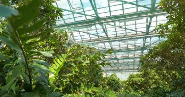 Green plants grows in hothouse. Protection of rare plant species. Healthy green trees in greenhouse, ecological balance and development of planet, natural clean production and nutrition