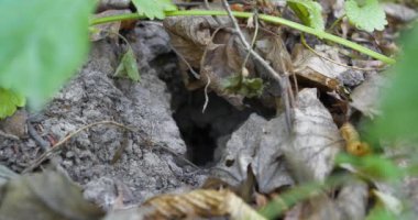 Küçük fare ormanda bir delikte saklanıyor. Mikrotus - Kuzey Amerika, Avrupa ve Kuzey Asya 'da bulunan tarla fareleri cinsi. Cins adı bu hayvanların küçük kulaklarını ifade eder. Sinema 4K 60fps video