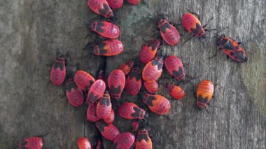 Pyrrhocoris apterus, Pyrrrhocoridae familyasından bir böcektir. Pyrrhocoris apterus Avrupa 'nın Atlantik kıyılarından Çin' in kuzeybatısına kadar Palaearctic 'e yayılmıştır.