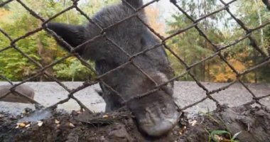 Çevredeki yaban domuzu toprakla birlikte mısırı da yiyor. Sinema 4K 60 fps sesli video