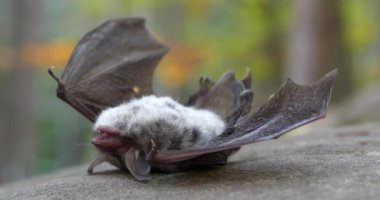 Ormandaki taşın üzerinde ölü bir yarasa yatıyor. Yarasanın kanadında sürünen küçük yeşil böcek