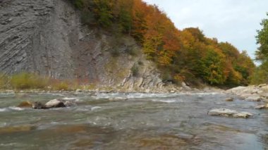 Taşları olan güzel bir dağ nehri, kıyıda sarı sonbahar ağaçları yetişiyor. Prut nehri ve dağ Ukrayna 'nın Yaremche şehrinde kıvrılır.