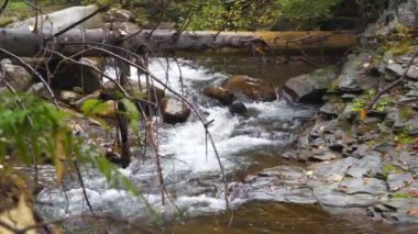 Ukrayna 'nın batısındaki Tatariv köyü yakınlarındaki Gorgany dağ sırtı, Karpatya Ulusal Parkı' ndaki Zhenets nehrinin üzerindeki devrilmiş ağaç. UHD 4K 60fps ses içeren video