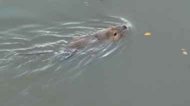 Slow Motion Nutria gölde yüzüyor