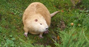 Nutria göl kıyısında yürüyüşe çıktı. Sinema 4K 60fps video