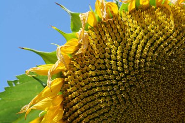 Ay çekirdeği. Fibonacci altın oranları doğada ve ayçekirdeğinde. Ayçiçeğindeki altın oran sepetteki veya ayçiçeğinin başındaki tohumların en düzenli dağılımını sağlar, yakın çekim 3