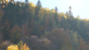 Ormanda dönen küçük beyaz cüceler sürüsü
