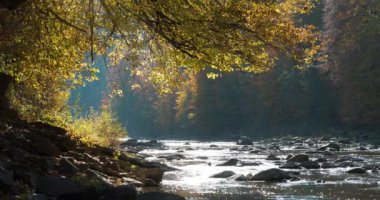 Taşlı güzel dağ nehri, nehrin üzerine eğilen sarı sonbahar ağacı, hafif rüzgar, ağaçlardan düşen yapraklar ve parlak güneş suya yansıyor. Sinema 4K 60fps video