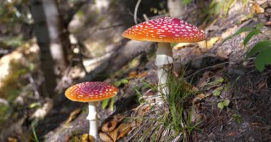 Ukrayna 'nın batısındaki Karpat Dağları' ndaki ormanda iki büyük kırmızı sinek olan Amanita muscaria yetişir. Sinema 4K 60fps video