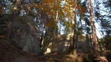 Güzel karışık orman, uzun köklü ağaçlar, büyük taşlar ve inanılmaz yumuşak güneş ışığı.
