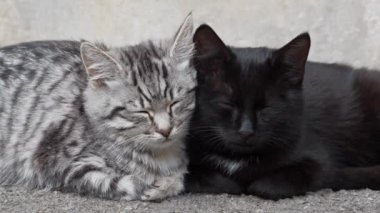Komik kediler birbirlerine sarılıp uyurlar.