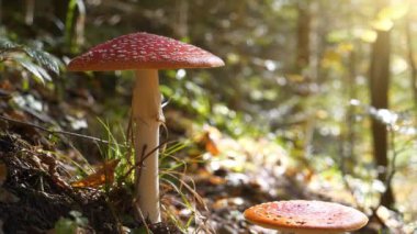 Ukrayna 'nın batısındaki Karpat Dağları' nda Amanita Muscaria ormanında büyük bir sinek yetişir.