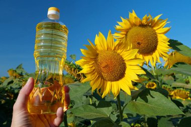 Man holds in hand bottle of sunflower oil. Agricultural workman at field of sunflowers. Natural pure vegetable oil clipart