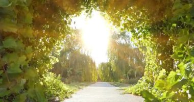 Cennete giden parlak yol. Cennet Bahçesi. Rüzgarda savrulan üzüm yapraklarından oluşan inanılmaz güzel bir tünel ve önünde güzel bir batan güneş parlıyor. Bir dakika sinema 4K yavaş çekim görüntüsü