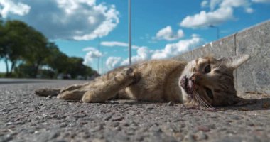Ölü kedi otoyolda yatıyor, arabalar yolda. Kedi yolun karşısına koştu ve araba ona çarptı. Sinema 4K 60fps video