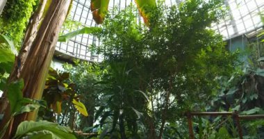 Seradaki güzel yeşil tropikal bitkiler. Gezegenin ekolojik gelişimi. Sinema 4K 60fps eğik görüntü