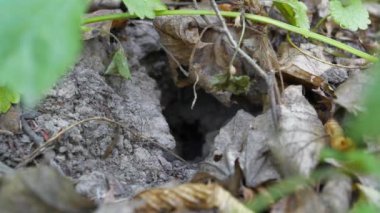 Küçük fare ormandaki bir delikte saklanıyor. Mikrotus - Kuzey Amerika, Avrupa ve Kuzey Asya 'da bulunan tarla fareleri cinsi. Cins adı bu hayvanların küçük kulaklarını ifade eder