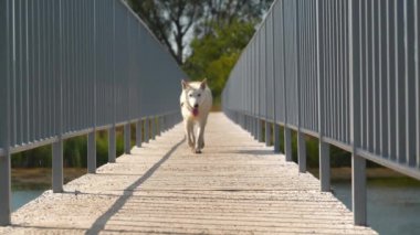 Yavaş hareket eden beyaz köpek köprüyü koşarak geçiyor.