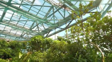 Healthy green trees in greenhouse, ecological balance of planet, natural clean production and nutrition