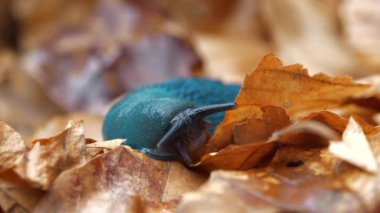 Bielzia zorbaları veya kara sümüklüböceği - kabuksuz karasal gastropod yumuşakçaları, Batı Ukrayna 'daki Karpat Dağları' na özgü