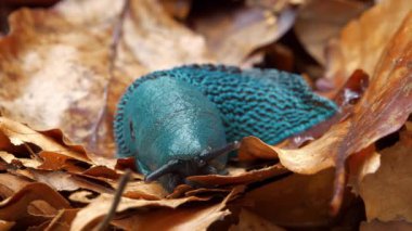 Sarı yapraklı nadir mavi sümüklü böcek. Bielzia zorbaları veya kara sümüklüböceği - kabuksuz karasal gastropod yumuşakçaları, Batı Ukrayna 'daki Karpat Dağları' na özgü