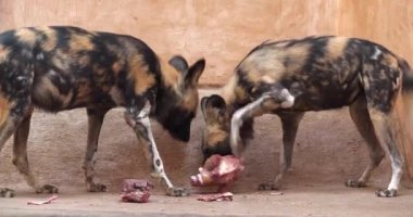Afrika vahşi köpekleri et parçalarını yırtıp yiyorlar. Afrika vahşi köpeği veya Lycaon pictus, Afrika 'da yaşayan bir köpek türüdür. Sinema 4K 60fps video