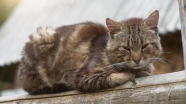 Komik kedi çitte oturur ve biraz kestirir.