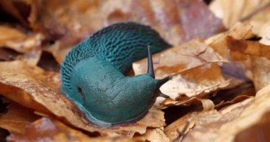 Bielzia zorbaları veya kara sümüklüböceği - kabuksuz karasal gastropod yumuşakçaları, Ukrayna 'daki Karpatlar' a özgü.