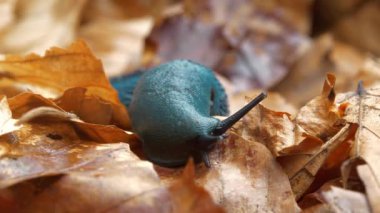 Nadir bulunan mavi sümüklü böcek sarı yaprakların üzerinde sürünür, makro çekim. Bielzia zorbaları veya kara sümüklüböceği - kabuksuz karasal gastropod yumuşakçaları, Karpat Dağları 'na özgü