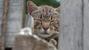 Kedi çitin üstüne oturur ve biraz kestirir.