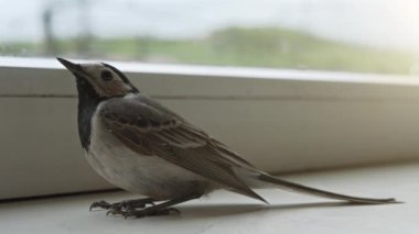Adam bir kuşu okşar, korkmuş Beyaz Wagtail pencere kenarında oturur ve sık sık nefes alır.