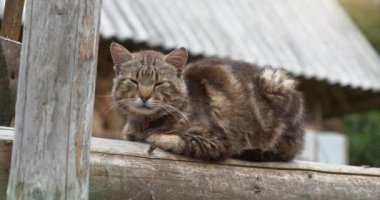 Kedi çitin üzerine oturur ve biraz kestirir. Sinema 4K 60fps yakınlaştırma videosu