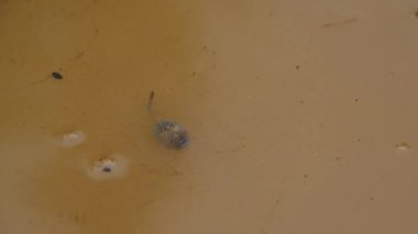 Kurbağa yavrusu Ukrayna 'daki Karpat Dağları' ndaki bir su birikintisinde sarı çamurlu suda yüzer. 4K Yavaş Hareket videosu