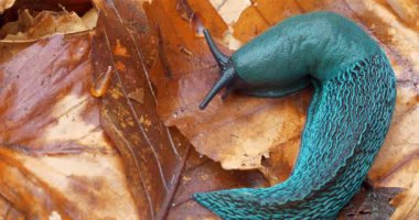 Sarı yapraklar üzerinde nadir bulunan mavi sümüklü böcek. Bielzia zorbaları ya da kara sümüklüböceği - kabuksuz karasal gastropod yumuşakçaları, Batı Ukrayna 'daki Karpat Dağları' na özgü. Sinema 4K 60fps video