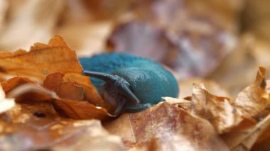 Bielzia zorbaları veya kara sümüklüböceği - kabuksuz karasal gastropod yumuşakçaları, Batı Ukrayna 'daki Karpat Dağları' na özgü