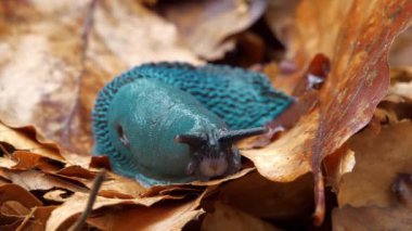 Bielzia zorbaları veya kara sümüklüböceği - kabuksuz karasal gastropod yumuşakçaları, Batı Ukrayna 'daki Karpat Dağları' na özgü