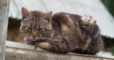 Kedi çitin üzerine oturur ve biraz kestirir. Sinema 4K 60fps video