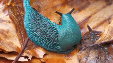 Sarı yapraklı nadir mavi sümüklü böcek. Bielzia zorbaları veya kara sümüklüböceği - kabuksuz karasal gastropod yumuşakçaları, Batı Ukrayna 'daki Karpat Dağları' na özgü