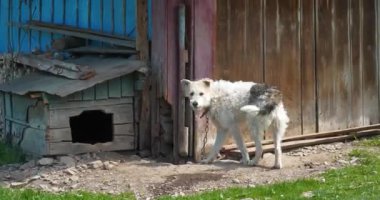 Zincirin yanındaki köpek havlıyor, bekçi köpeği havlıyor. Sinema 4K 60fps video