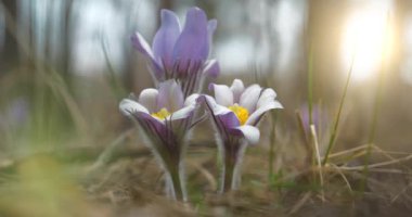 Yabani mor çiçekler - Pulsatilla pask çiçeğini ya da çayır tarlasını ve ormandaki güzel günbatımını patentler. Pulsatilla patens, Ranunculaceae familyasından bir bitki türü.
